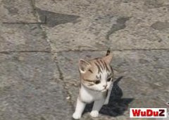 ��ˮ����ô��ó���è ��è����/����ϵͳ���